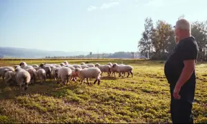 Owce na łące z bacą w tle.