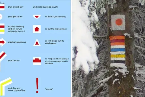 Kolorowe znaki szlaków turystycznych PTTK namalowane na drzewie w zimowej scenerii.