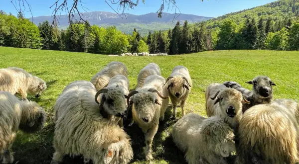 Stado owiec na zielonej hali, w tle góry i las. Bacówka w górach, gdzie pasą się baranki.