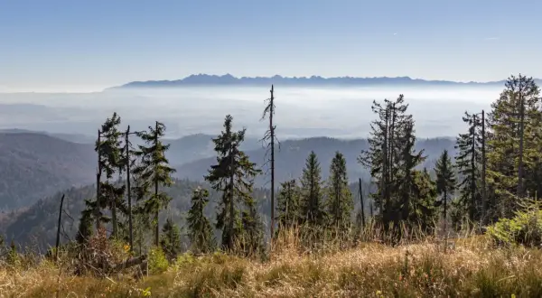 Widok z górskiego szlaku na Turbacz. W oddali majaczą Tatry, a na pierwszym planie sosny i trawy.