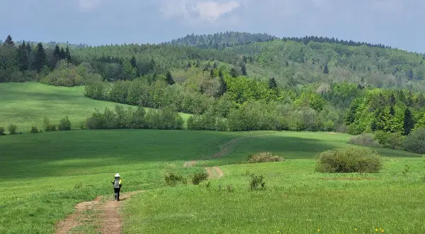 Wędrowiec na ścieżce przez zielone łąki Beskidu, w oddali lasy i wzgórza, jakby patrzył na świat z bacówki.