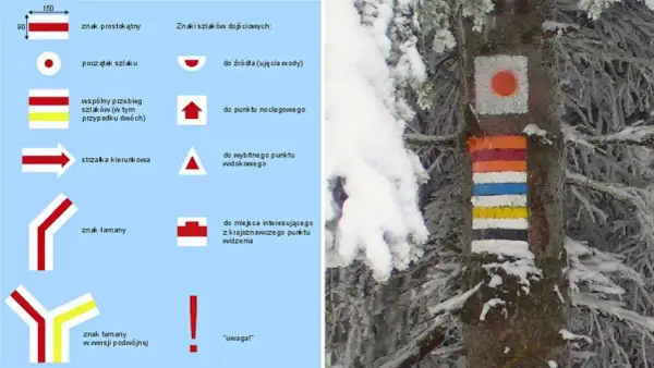 Kolorowe znaki szlaków turystycznych PTTK namalowane na drzewie w zimowej scenerii.